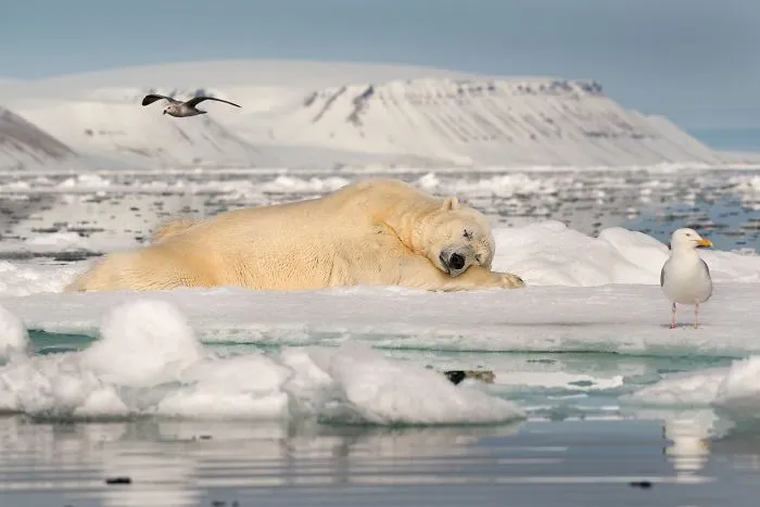 Soñando Sobre Hielo En El Mar, Roie Galitz (1º En Hielo Frágil)