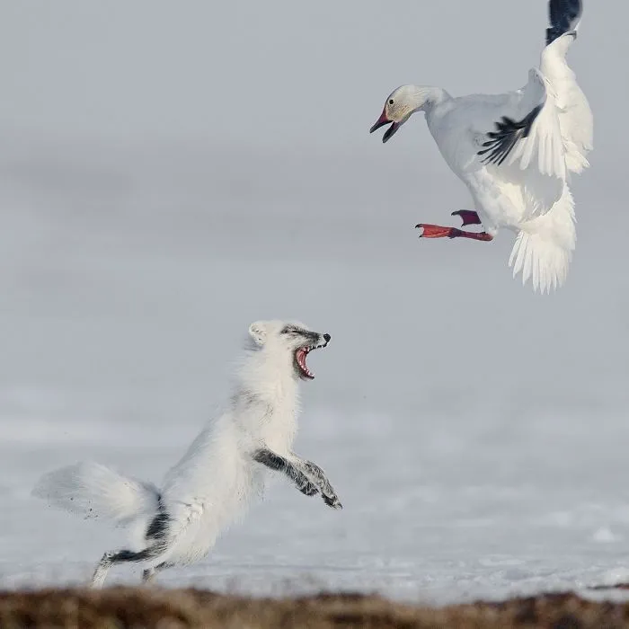 Ataque, Sergey Gorshkov (1º En Animales En Su Ambiente)