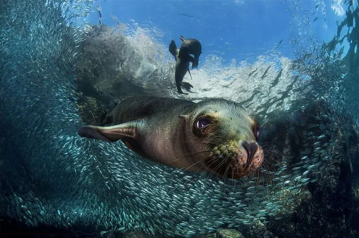 Baby Sea Lion By Filippo Borghi (3rd In Animals In Their Environment Category)