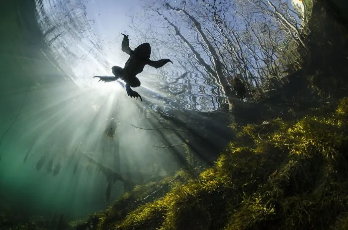 Prince Of The Waters By Yannick Gouguenheim (3rd In The Beauty Of The Nature Category)