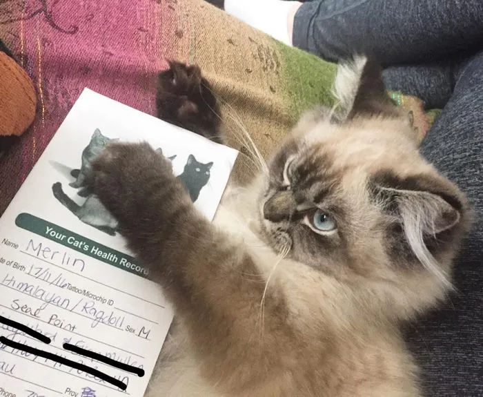 Meet Merlin, The Ragdoll Cat Who Hates Everything