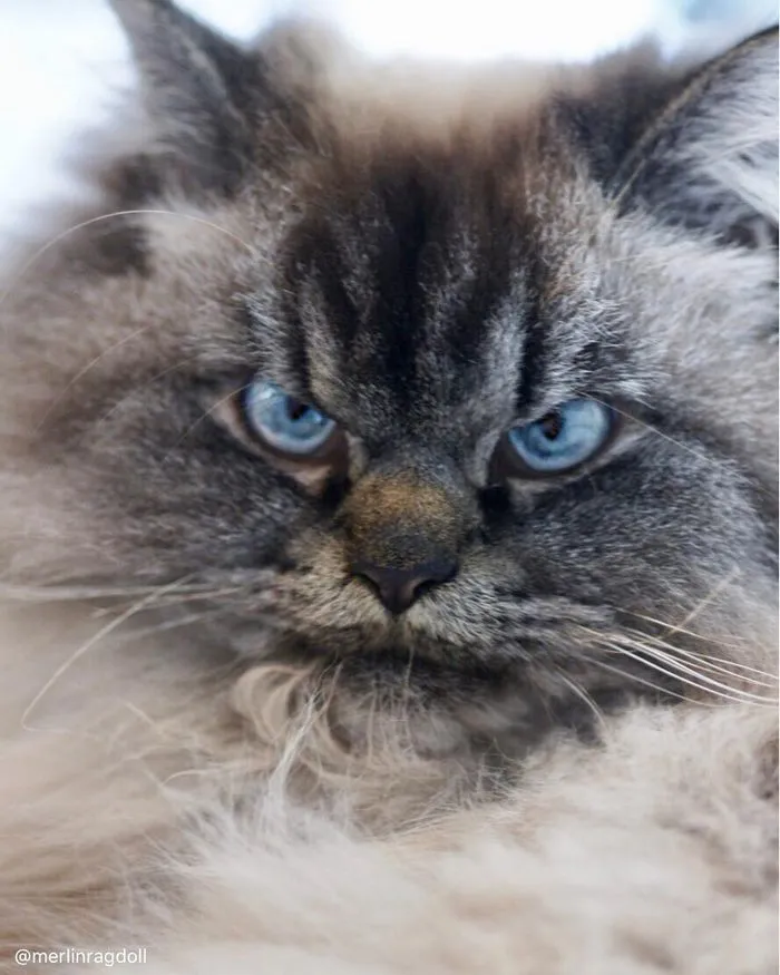 Meet Merlin, The Ragdoll Cat Who Hates Everything