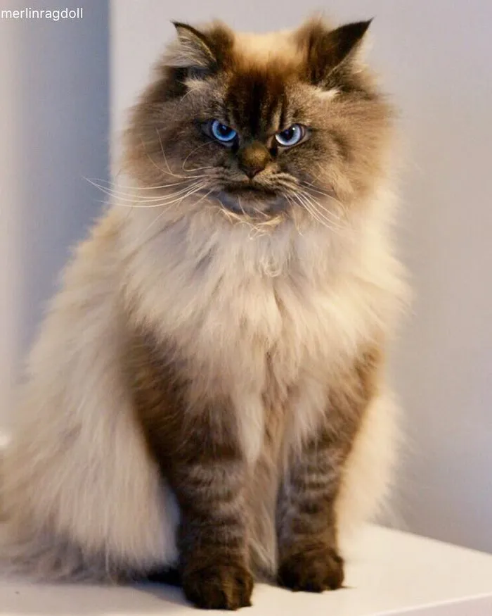 Meet Merlin, The Ragdoll Cat Who Hates Everything