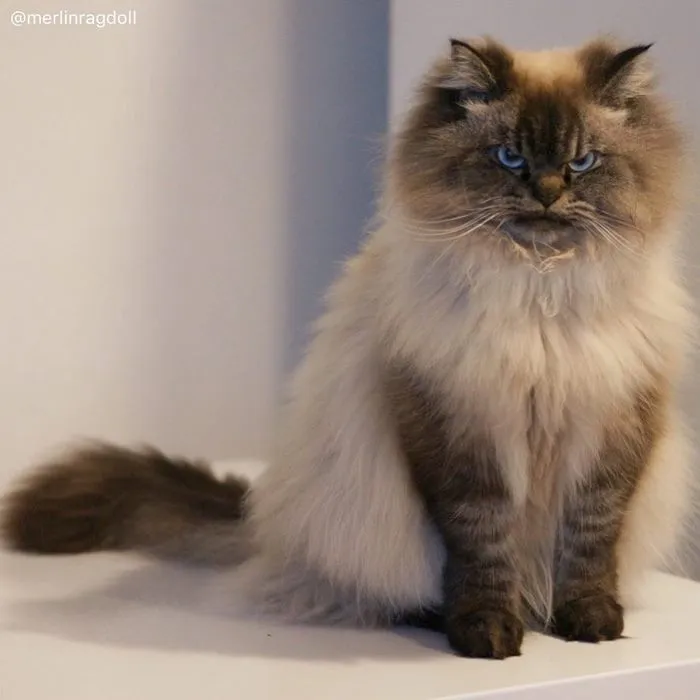 Meet Merlin, The Ragdoll Cat Who Hates Everything
