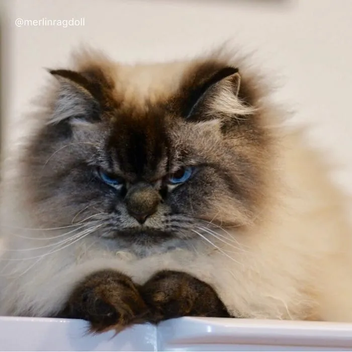 Meet Merlin, The Ragdoll Cat Who Hates Everything