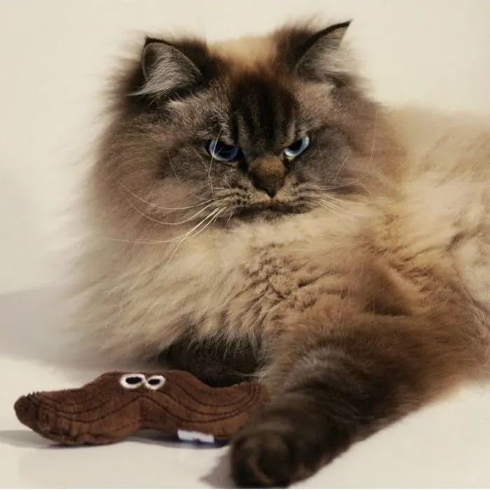 Meet Merlin, The Ragdoll Cat Who Hates Everything