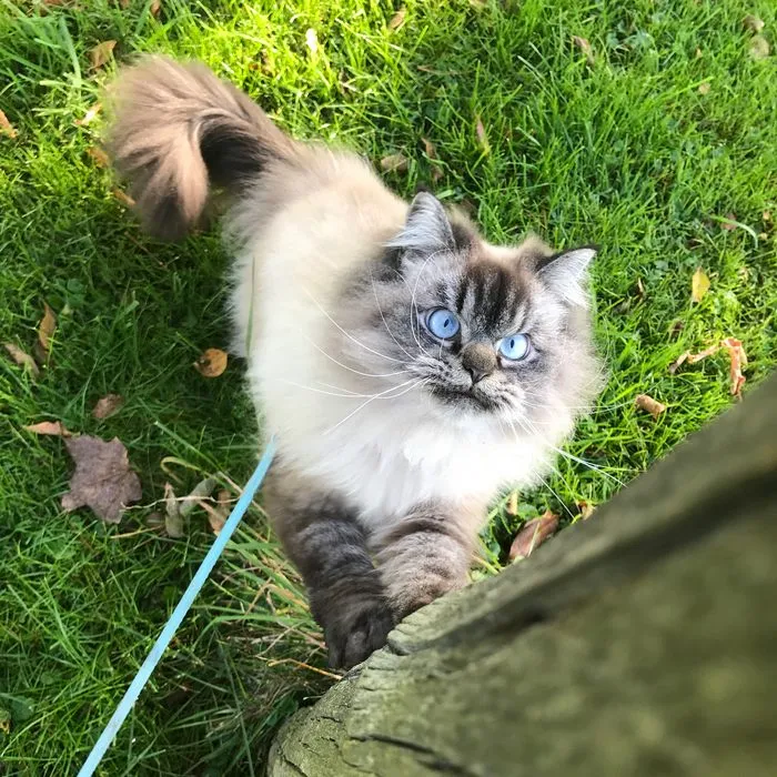 Meet Merlin, The Ragdoll Cat Who Hates Everything