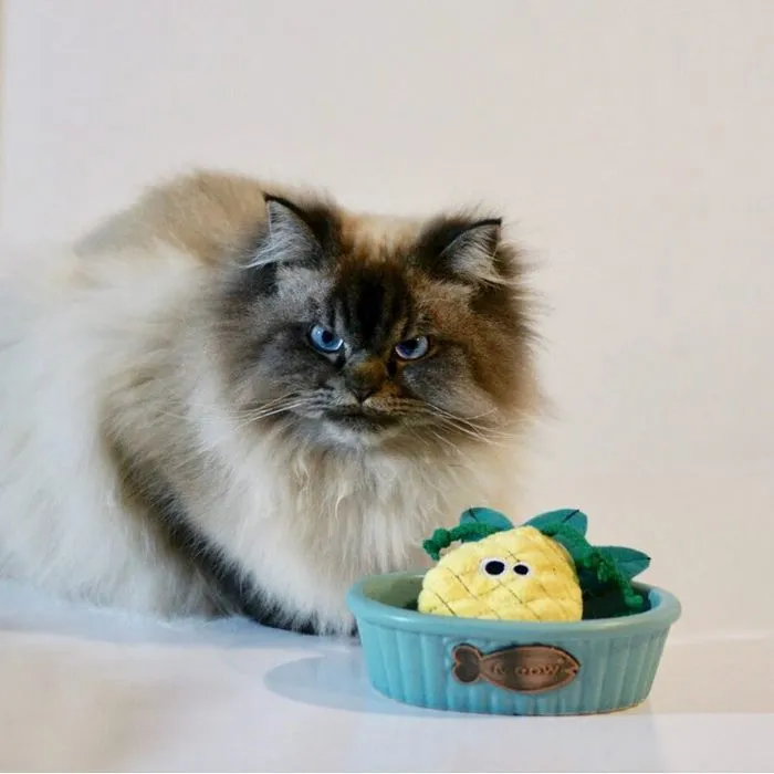 Meet Merlin, The Ragdoll Cat Who Hates Everything