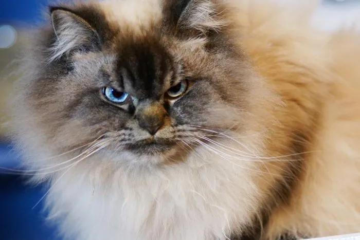 Meet Merlin, The Ragdoll Cat Who Hates Everything