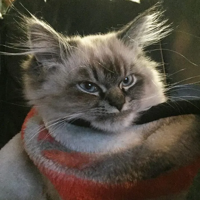 Meet Merlin, The Ragdoll Cat Who Hates Everything