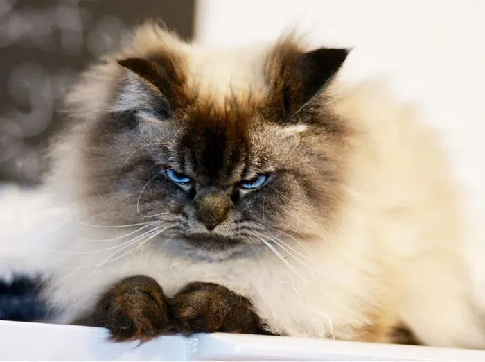 Meet Merlin, The Ragdoll Cat Who Hates Everything