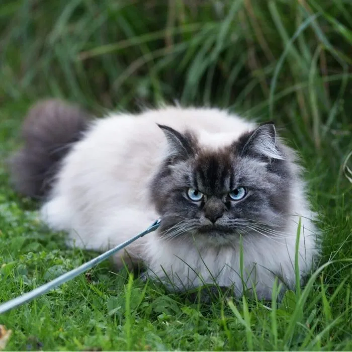 Meet Merlin, The Ragdoll Cat Who Hates Everything