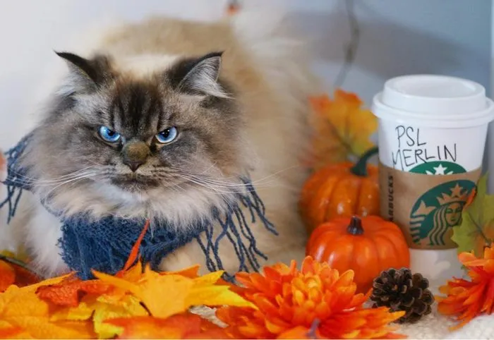 Meet Merlin, The Ragdoll Cat Who Hates Everything