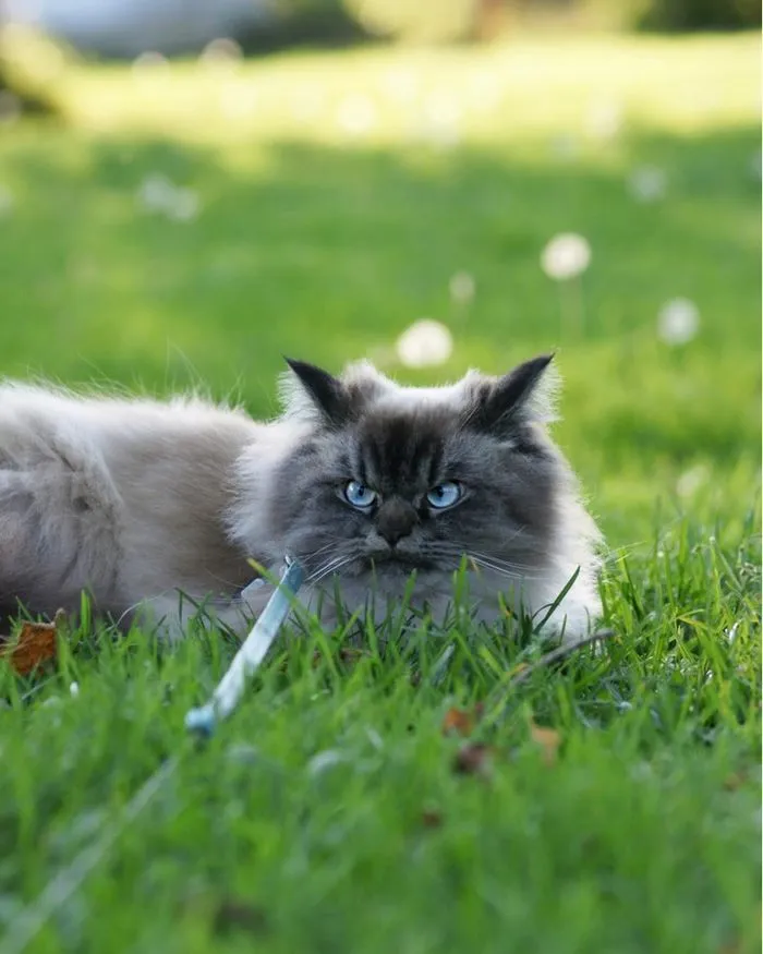 Meet Merlin, The Ragdoll Cat Who Hates Everything