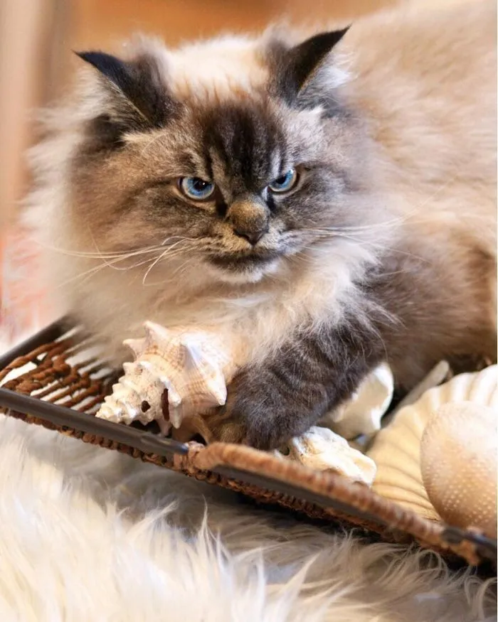 Meet Merlin, The Ragdoll Cat Who Hates Everything