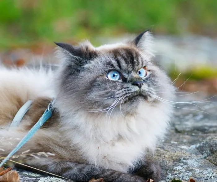 Meet Merlin, The Ragdoll Cat Who Hates Everything