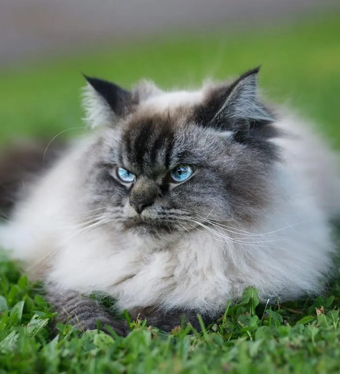 Meet Merlin, The Ragdoll Cat Who Hates Everything
