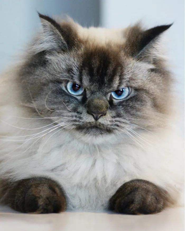 Meet Merlin, The Ragdoll Cat Who Hates Everything