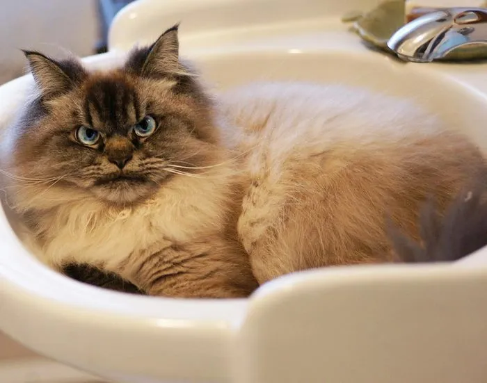 Meet Merlin, The Ragdoll Cat Who Hates Everything