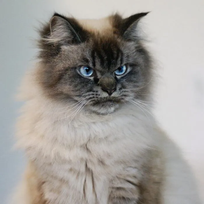 Meet Merlin, The Ragdoll Cat Who Hates Everything