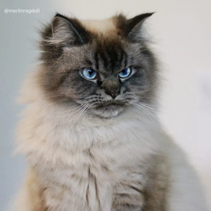 Meet Merlin, The Ragdoll Cat Who Hates Everything