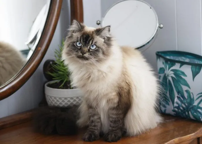 Meet Merlin, The Ragdoll Cat Who Hates Everything