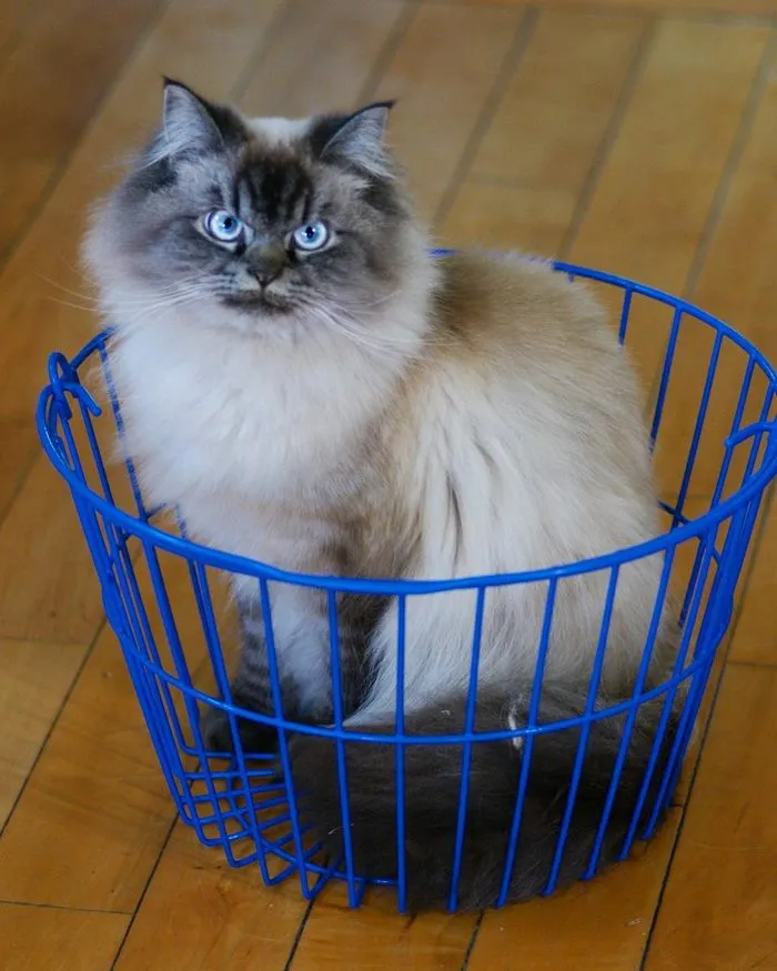 Meet Merlin, The Ragdoll Cat Who Hates Everything