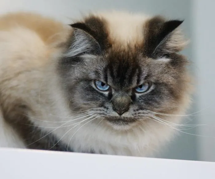 Meet Merlin, The Ragdoll Cat Who Hates Everything