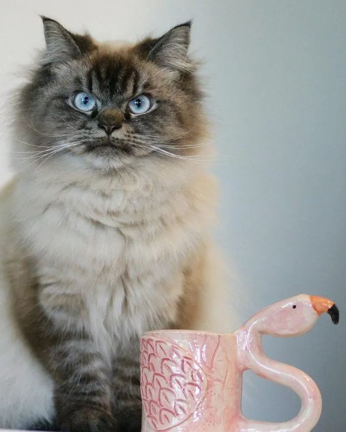 Meet Merlin, The Ragdoll Cat Who Hates Everything