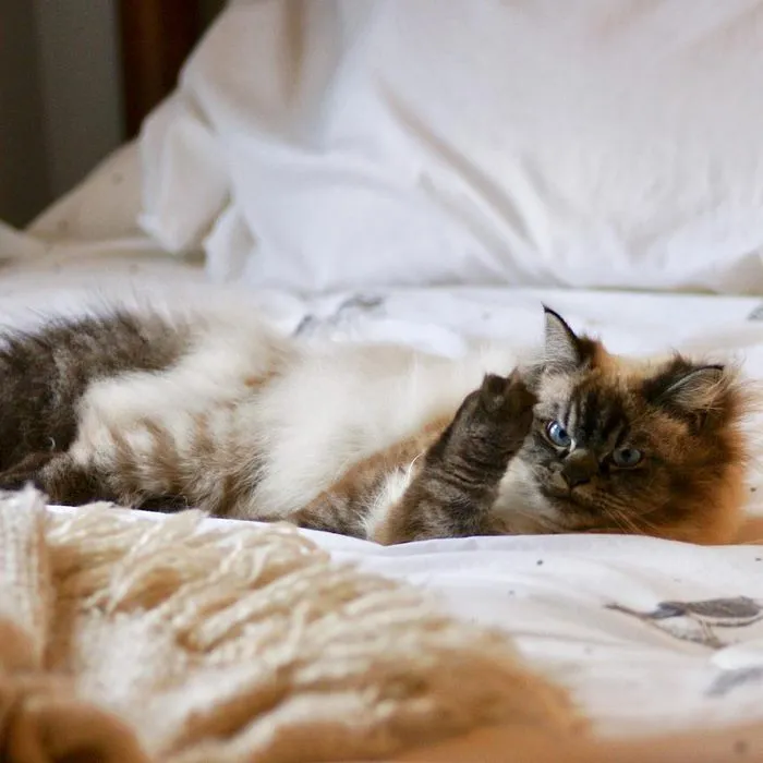 Meet Merlin, The Ragdoll Cat Who Hates Everything