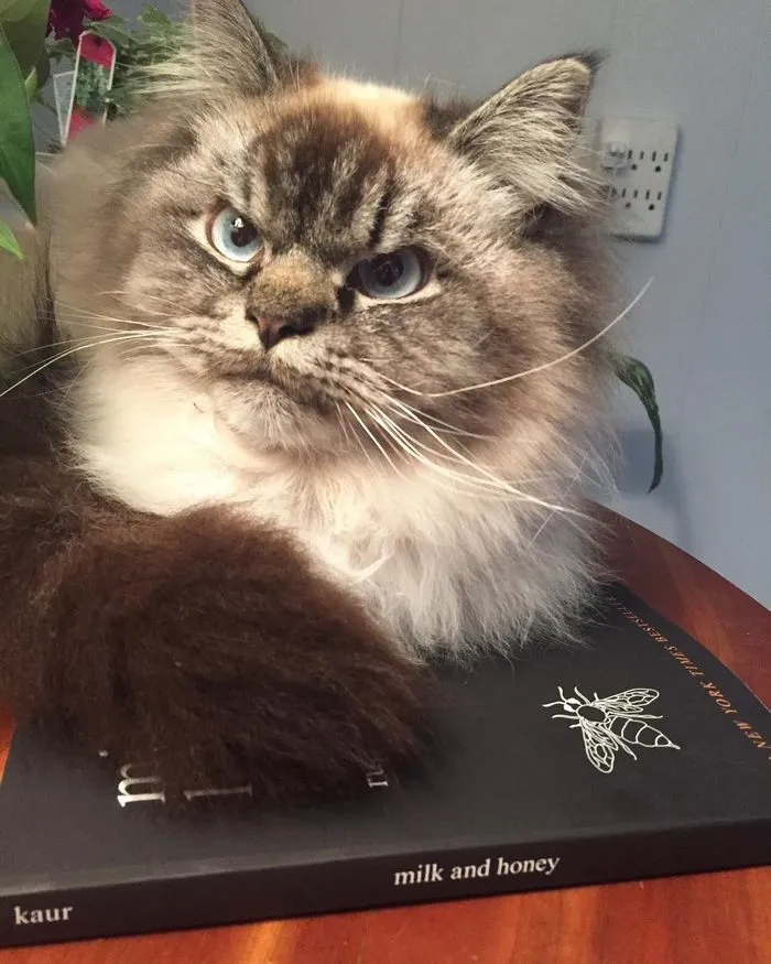 Meet Merlin, The Ragdoll Cat Who Hates Everything