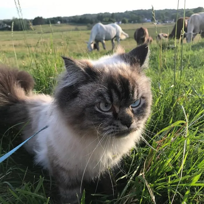 Meet Merlin, The Ragdoll Cat Who Hates Everything