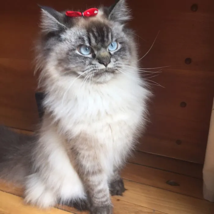 Meet Merlin, The Ragdoll Cat Who Hates Everything