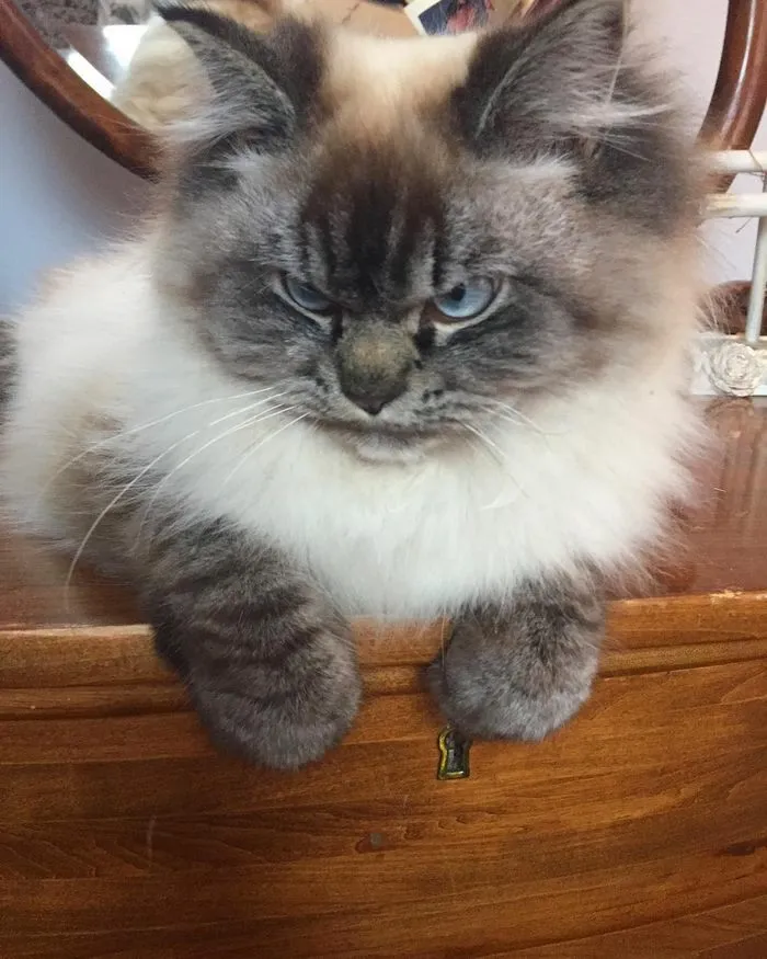 Meet Merlin, The Ragdoll Cat Who Hates Everything