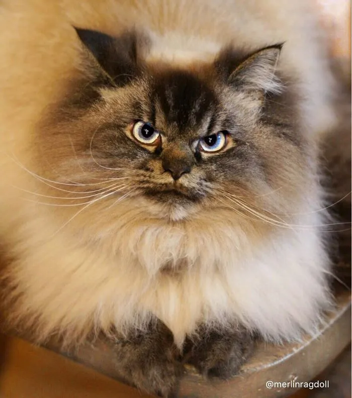 Meet Merlin, The Ragdoll Cat Who Hates Everything