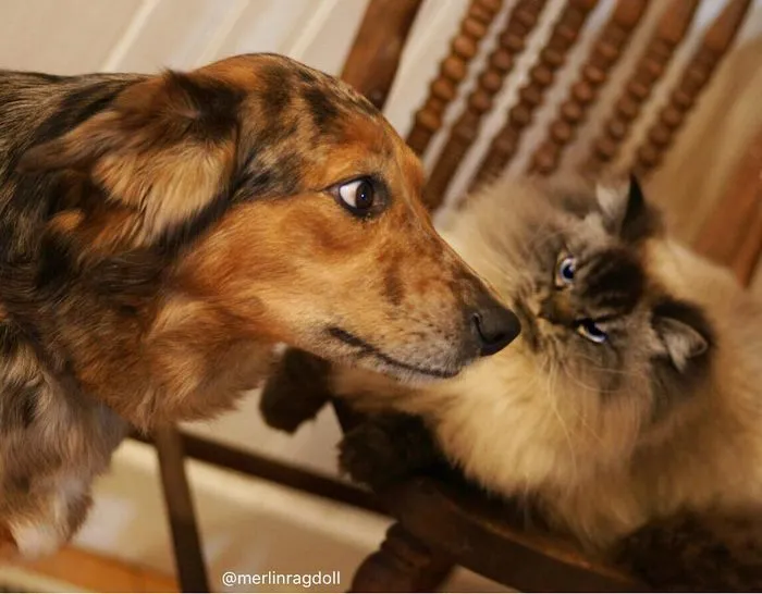 Meet Merlin, The Ragdoll Cat Who Hates Everything