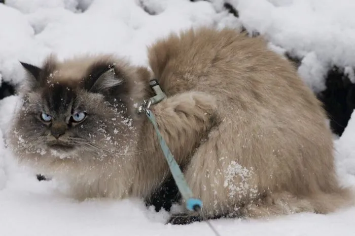 Meet Merlin, The Ragdoll Cat Who Hates Everything