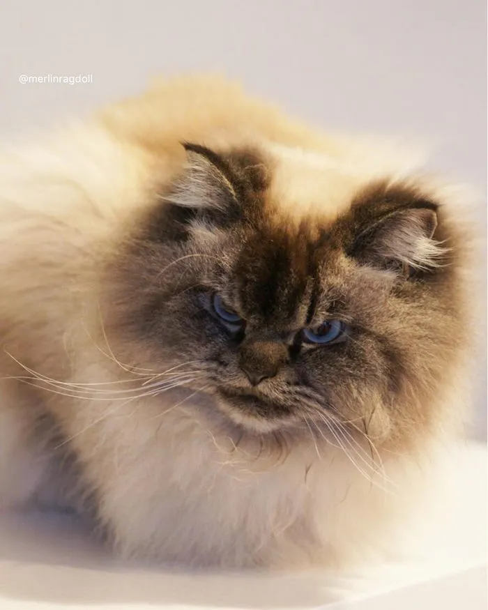 Meet Merlin, The Ragdoll Cat Who Hates Everything
