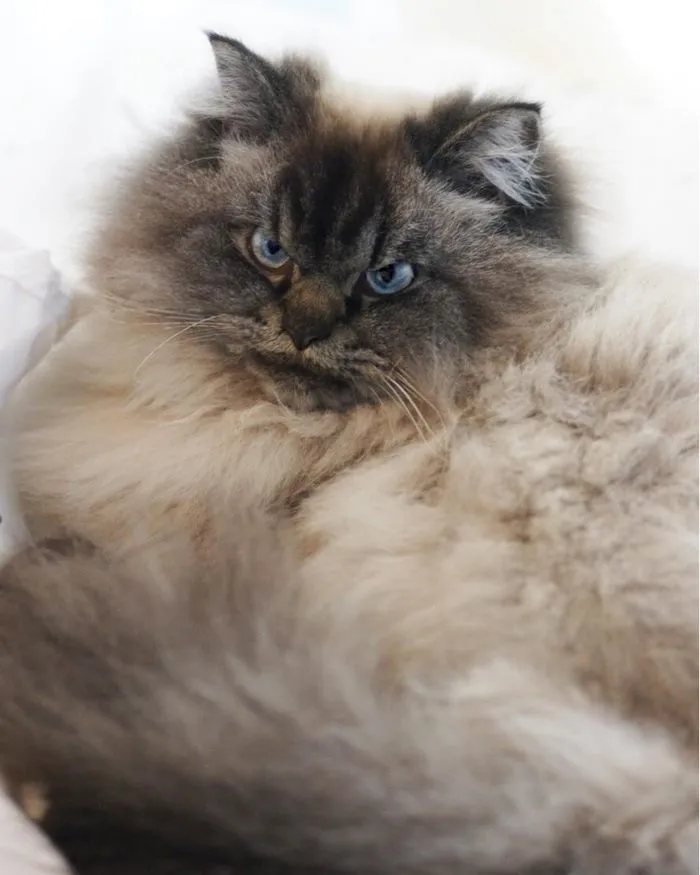 Meet Merlin, The Ragdoll Cat Who Hates Everything