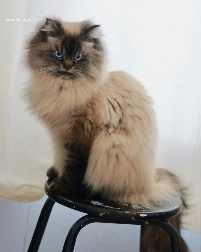Meet Merlin, The Ragdoll Cat Who Hates Everything
