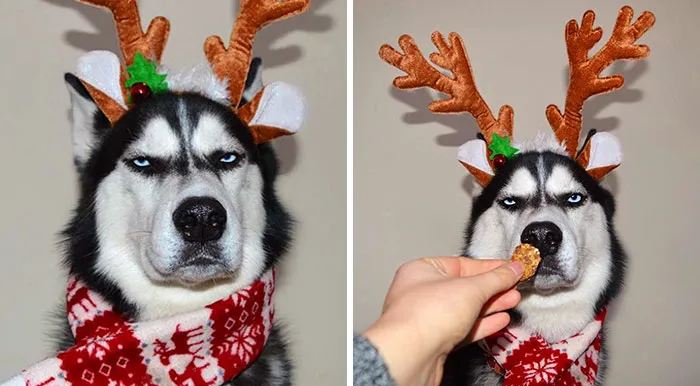 Estos humanos intentaron hacer una sesión de fotos navideña con su husky, el resultado es divertidísimo
