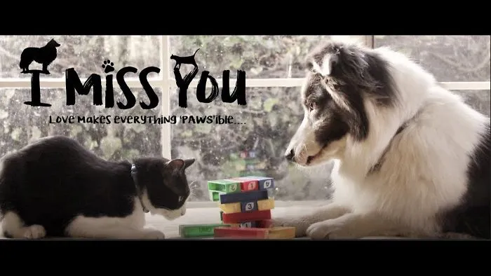 If A Cat And Dog Can Love Each Other In Spite Of Their Differences, Why Not Us Humans !