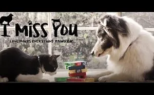 If A Cat And Dog Can Love Each Other In Spite Of Their Differences, Why Not Us Humans !