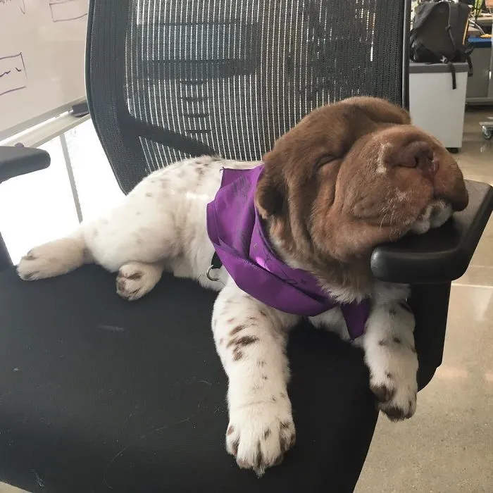 After A Long Days Work. I Get My Beauty Rest When I Can
