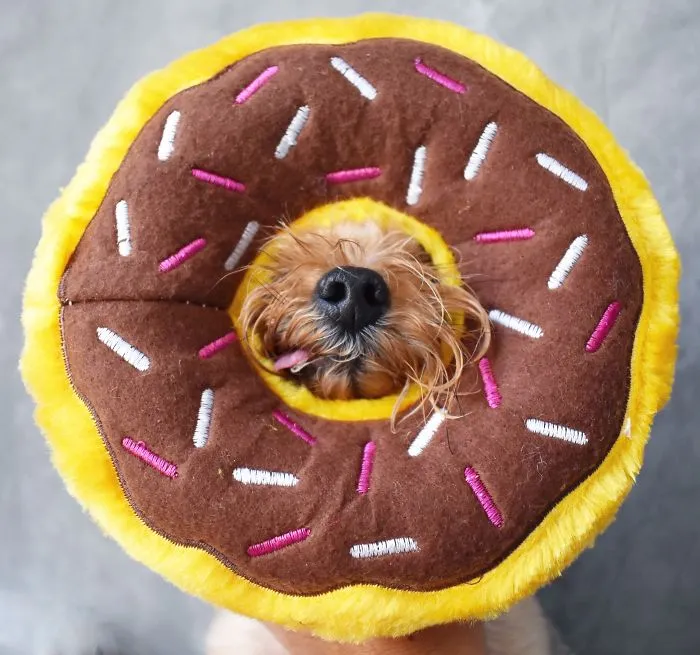 Do Nut Come For Me!