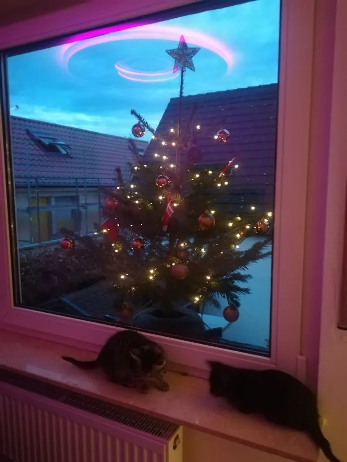 Cat Save Version...