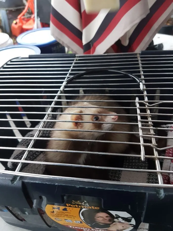 Found A Ferret In My Backyard. A Ferret.