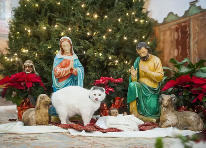 Sula The Cat Walks Around The Statues In The Church