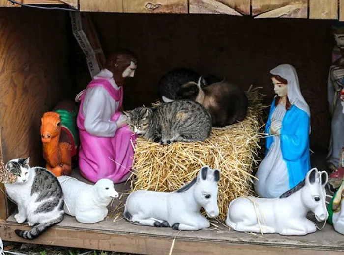 A Cat-Ivity Scene