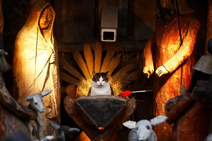 A Cat Sits In The Nativity Scene Outside A Church